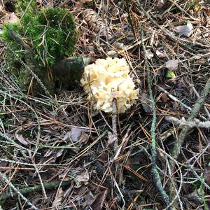 Eastern Cauliflower Mushroom