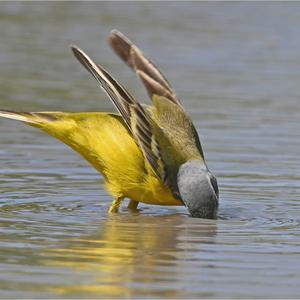 Yellow Wagtail