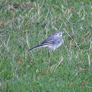 White Wagtail