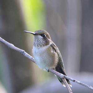 Ruby-throated Hummingbird