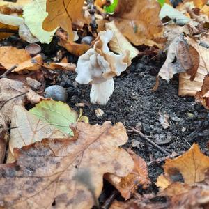 Fluted White Helvella