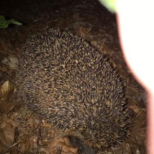 European Hedgehog