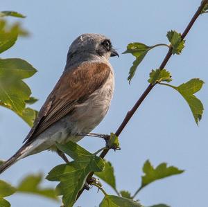 Red-backed Shrike