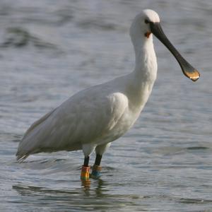 Eurasian Spoonbill