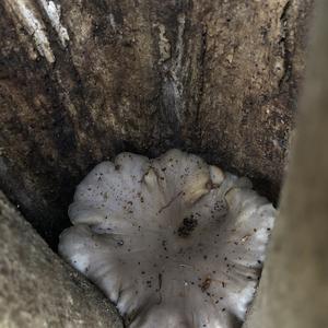 Oyster Mushroom