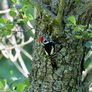 Middle Spotted Woodpecker