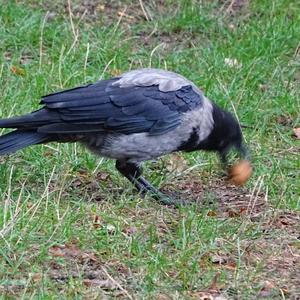 Hooded Crow