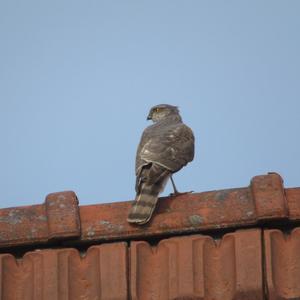 Northern Goshawk