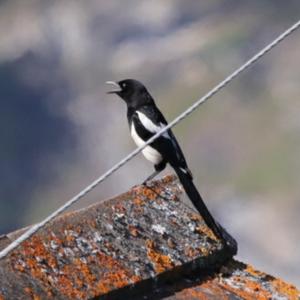 Black-billed Magpie