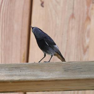 Black Redstart