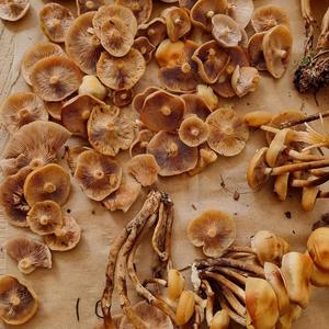 Changing Pholiota