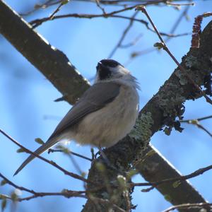 Coal Tit