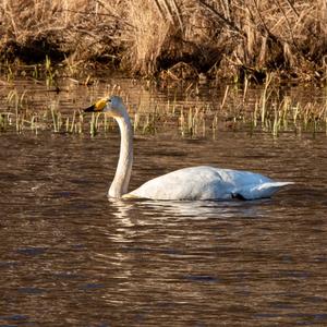 Whooper Swan