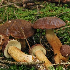 Bay Bolete