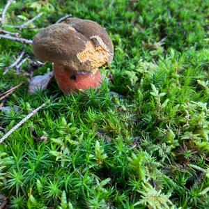 Dotted-stem Bolete