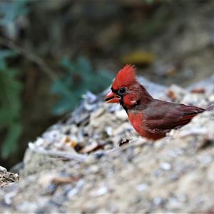 Northern Cardinal