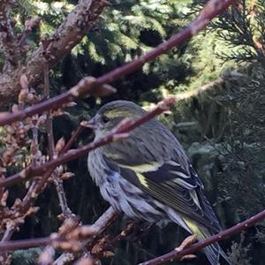 Eurasian Siskin