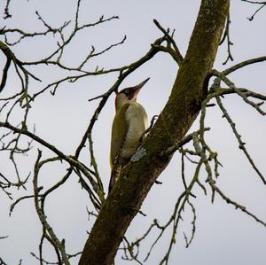 Eurasian Green Woodpecker