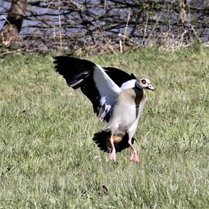 Egyptian Goose