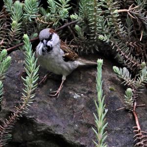 House Sparrow