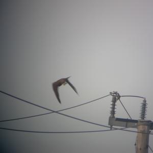 Peregrine Falcon