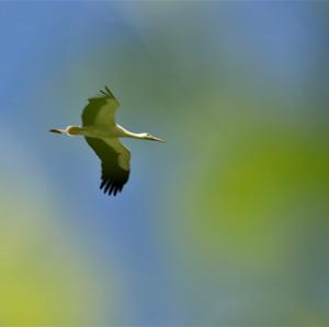 White Stork