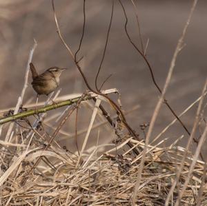 Winter Wren