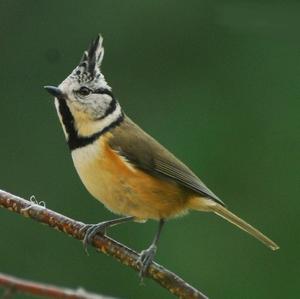 Crested Tit