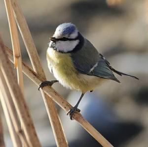 Blue Tit