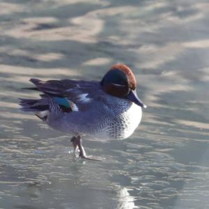 Common Teal