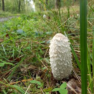 Shaggy Mane