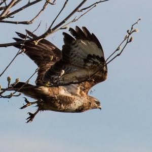 Mäusebussard