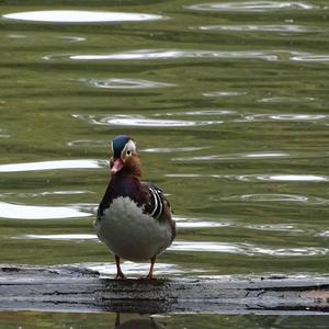 Mandarin Duck