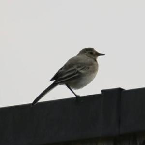 White Wagtail