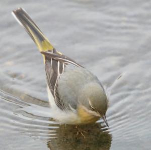 Grey Wagtail