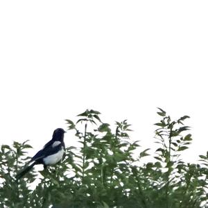 Black-billed Magpie