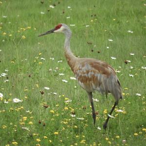 Sandhill Crane