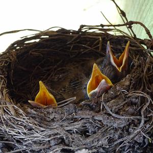 Eurasian Blackbird