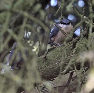 Wood Nuthatch