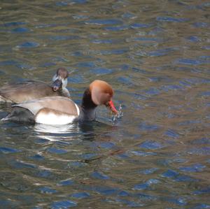 Red-crested Pochard