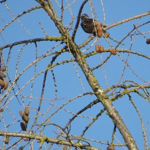 Common Starling