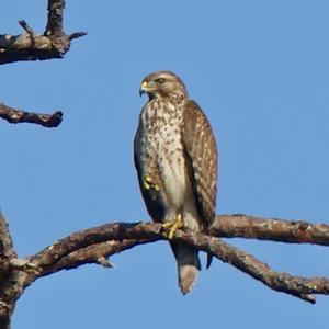 Rotschulterbussard