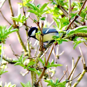 Great Tit