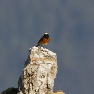 Common Redstart