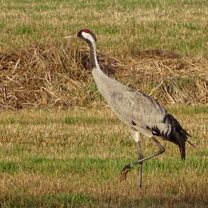 Common Crane