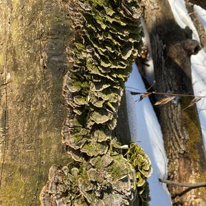 Turkey-tail