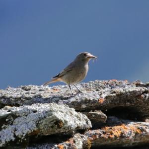 Black Redstart