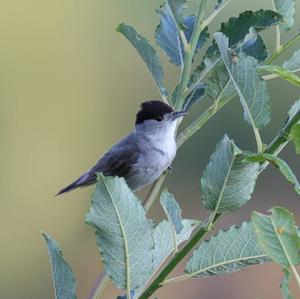 Blackcap