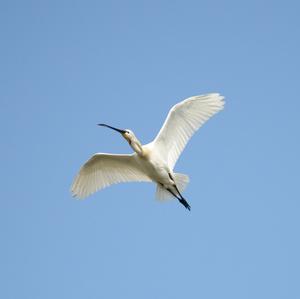 Eurasian Spoonbill