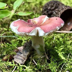 Emetic Russula